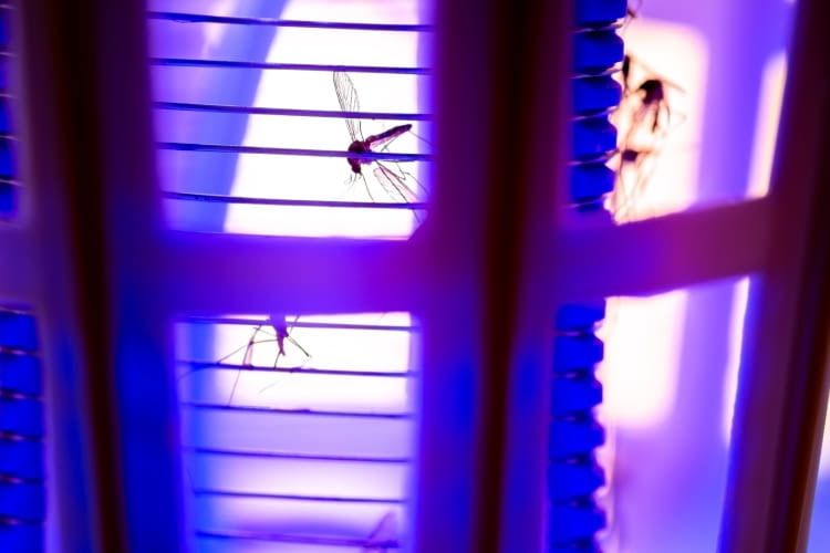 Um nervigen Insekten den Kampf anzusagen, gibt es viele Möglichkeiten. Wir stellen die besten Insektenvernichter vor