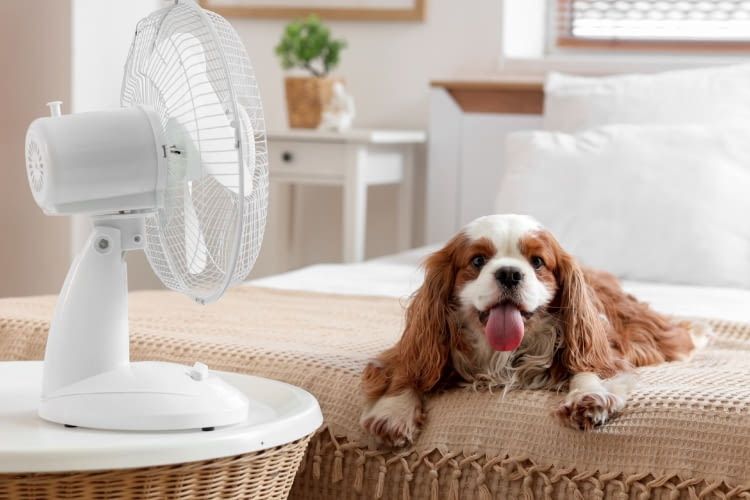 Wir testen und vergleichen Ventilatoren für das Schlafzimmer
