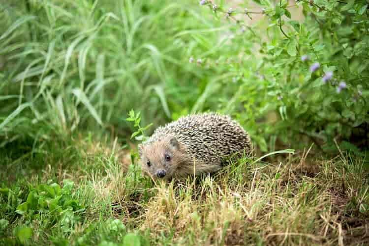 igel-sind-durch-maehroboter-gefaehrdet