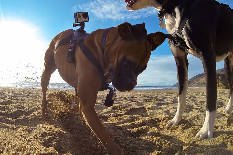 GoPro Fetch ist eine Spezialkamera für tierische Actionfans