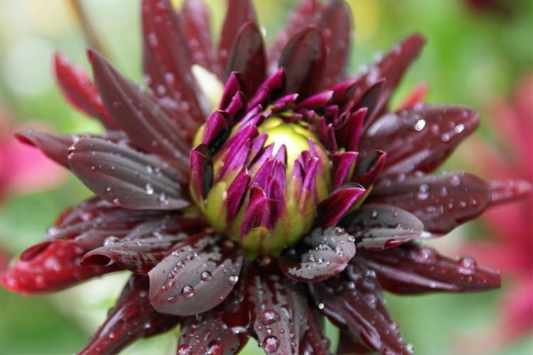 Frische Blumen sind auch bei einer Onlinebestellung das A und O