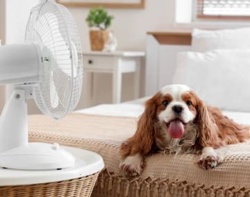 Wir testen und vergleichen Ventilatoren für das Schlafzimmer