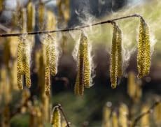 Durch Türen und Fenster oder an der Kleidung haftend gelangen Allergene nach drinnen