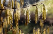 Durch Türen und Fenster oder an der Kleidung haftend gelangen Allergene nach drinnen