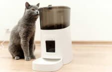 Ein Futterautomat ist eine praktische Investition, um Katzen immer pünktlich füttern zu können